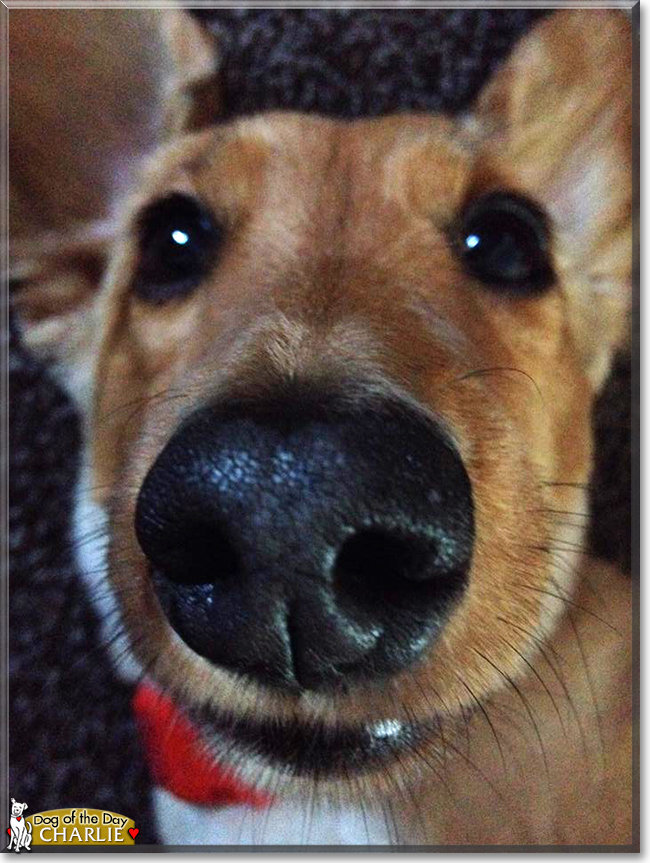 Charlie the Long-Haired Miniature Dachshund, the Dog of the Day