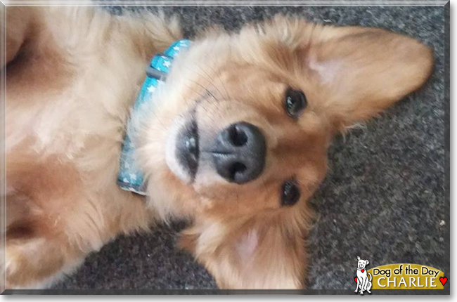 Charlie the Long-Haired Miniature Dachshund, the Dog of the Day