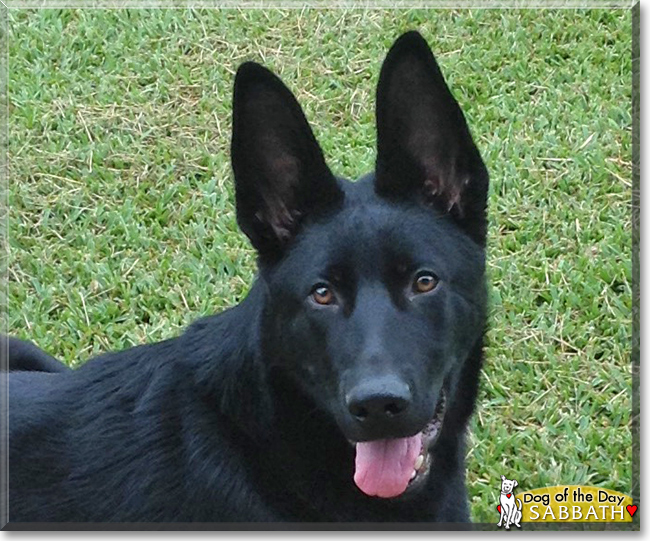 Sabbath the German Shepherd Dog, the Dog of the Day