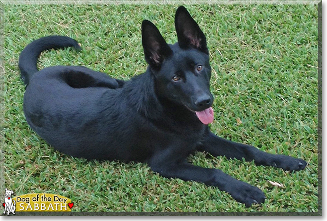 Sabbath the German Shepherd Dog, the Dog of the Day