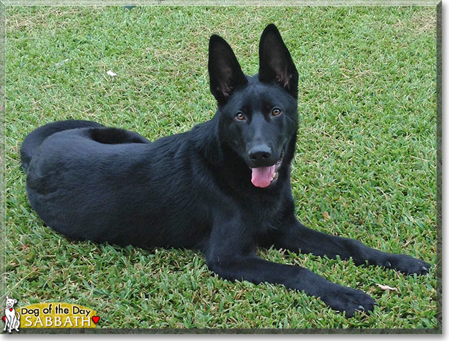 Sabbath the German Shepherd Dog, the Dog of the Day