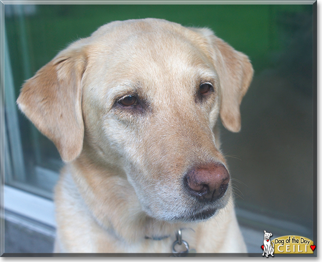 Ceili the Labrador Retriever, the Dog of the Day