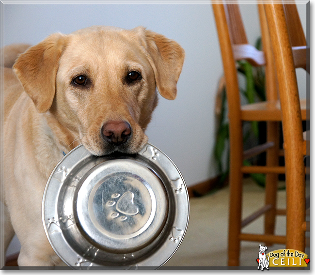 Ceili the Labrador Retriever, the Dog of the Day