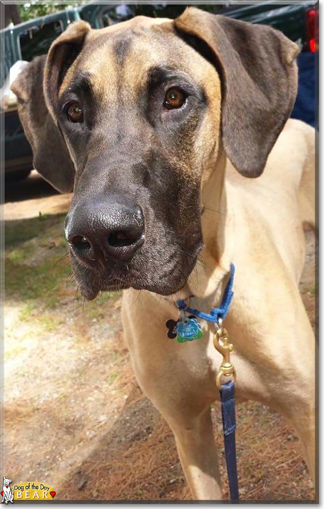 Bear the Great Dane, the Dog of the Day