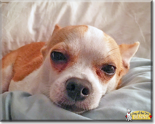 Benny the Chihuahua mix, the Dog of the Day