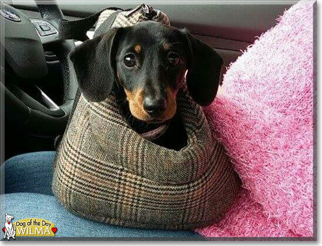 Wilma the Miniature Dachshund, the Dog of the Day