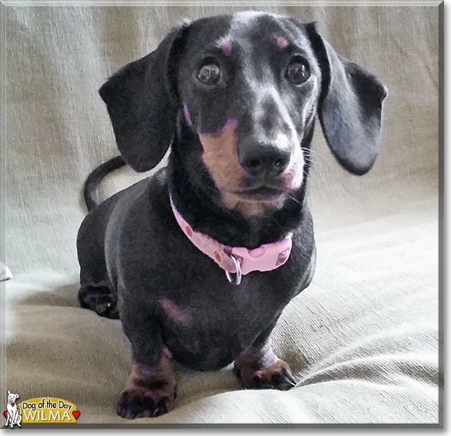 Wilma the Miniature Dachshund, the Dog of the Day