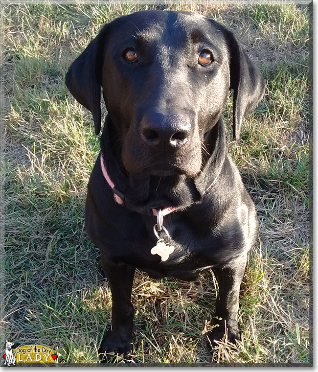 Lady the Labrador Retriever, the Dog of the Day