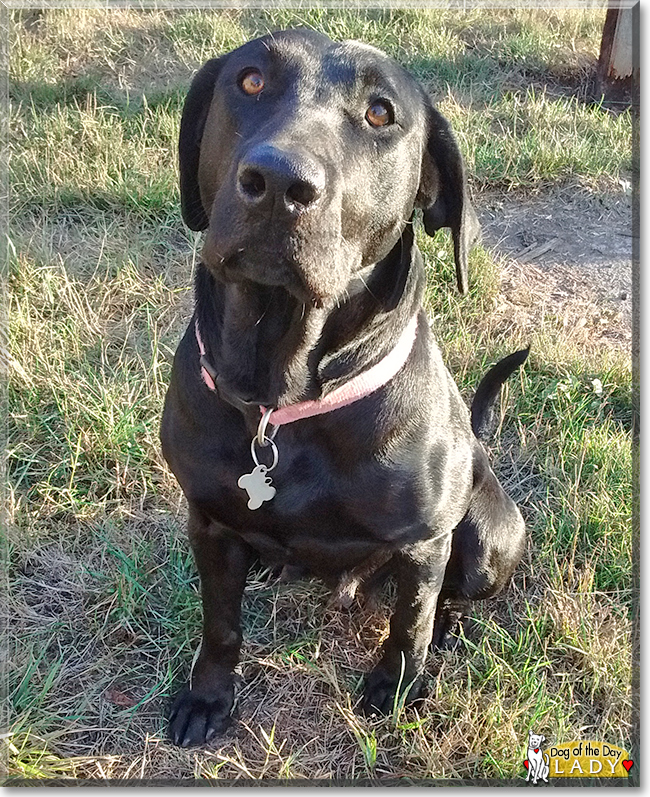 Lady the Labrador Retriever, the Dog of the Day