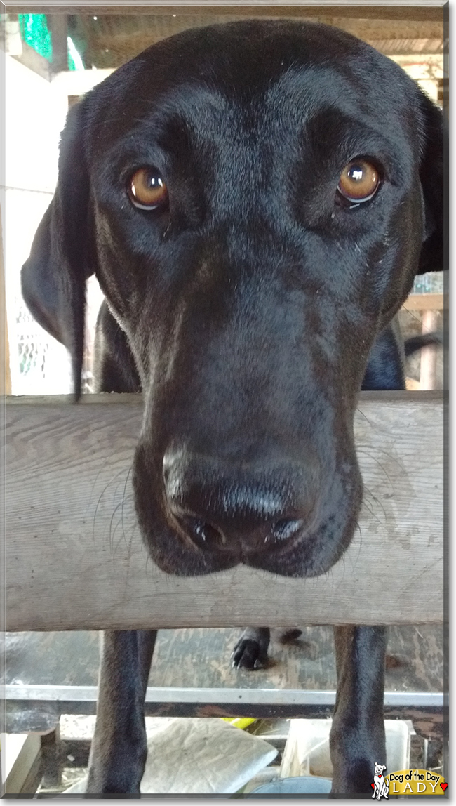 Lady the Labrador Retriever, the Dog of the Day