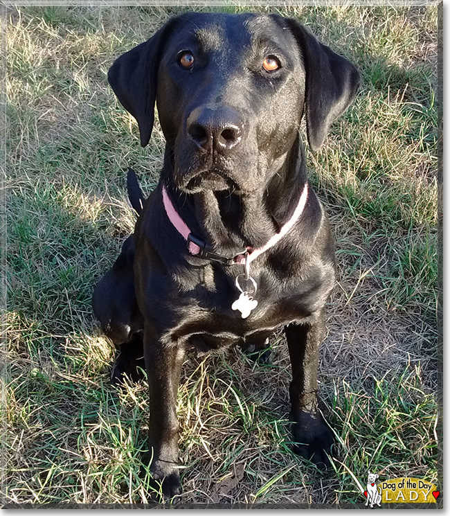 Lady the Labrador Retriever, the Dog of the Day