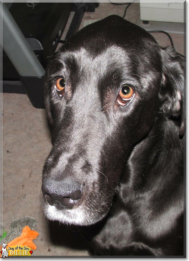 Billie the Black Labrador/Great Dane, the Dog of the Day