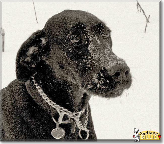 Billie the Black Labrador/Great Dane, the Dog of the Day