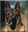 Dana the Belgian Malinois