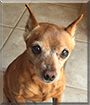 Peanut the Miniature Pinscher