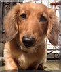 Charlie the Long-Haired Miniature Dachshund