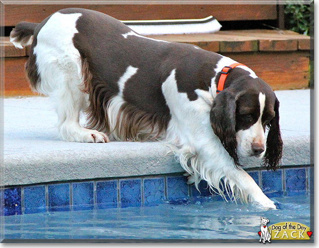 Zack the English Springer Spaniel, the Dog of the Day