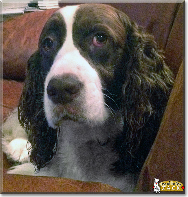 Zack the English Springer Spaniel, the Dog of the Day