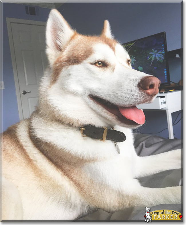 Parker the Husky mix, the Dog of the Day