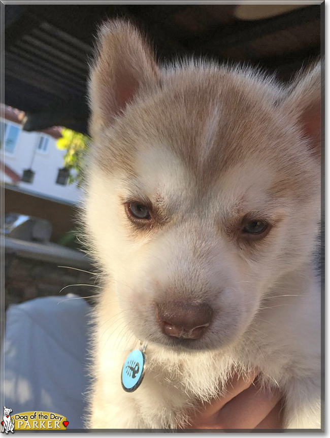 Parker the Husky mix, the Dog of the Day