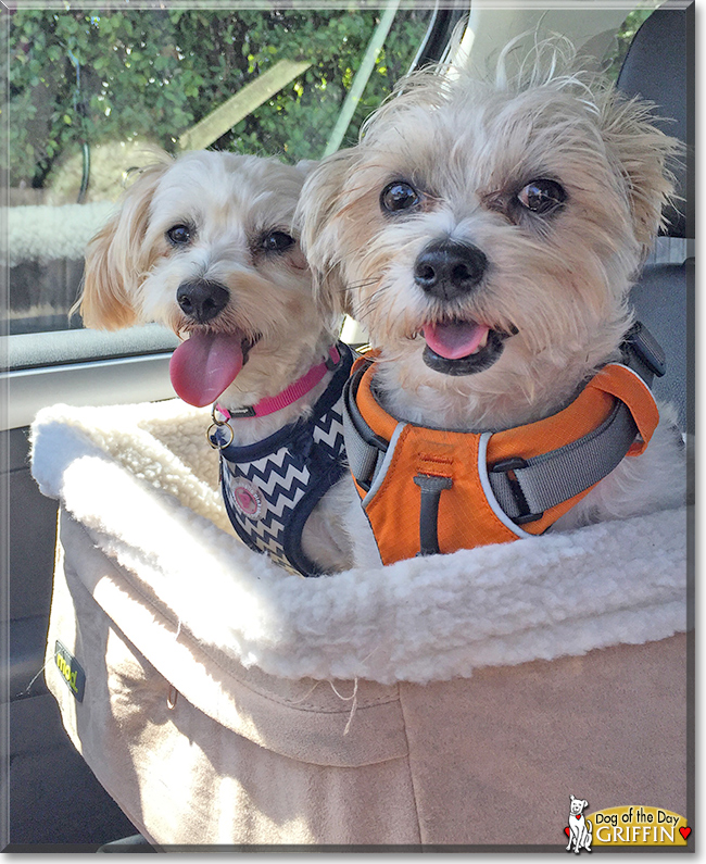 Griffin the Yorkshire Terrier/Shih Tzu mix, the Dog of the Day