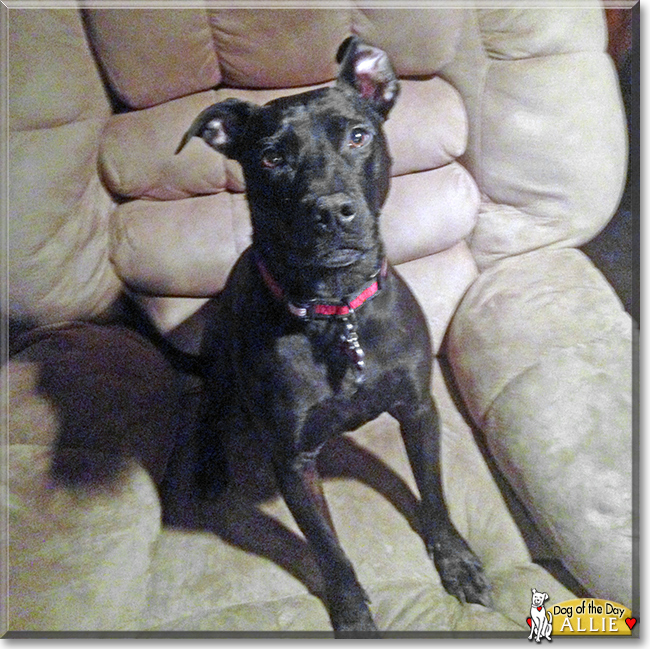 Allie the Pitbull Terrier mix, the Dog of the Day