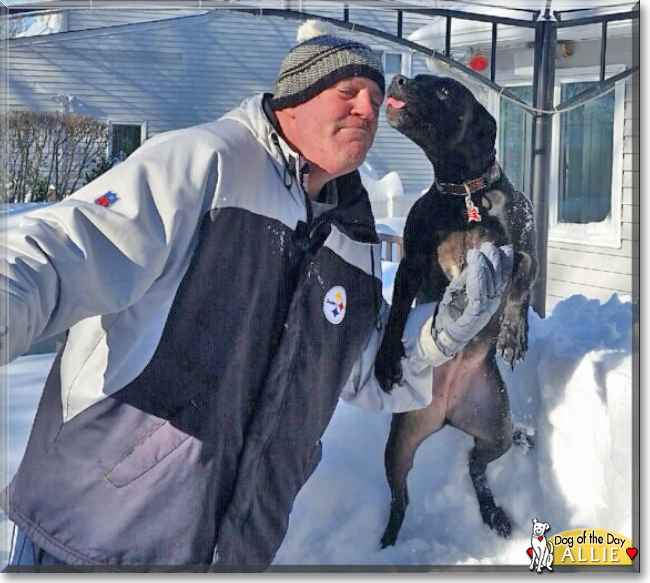 Allie the Pitbull Terrier mix, the Dog of the Day