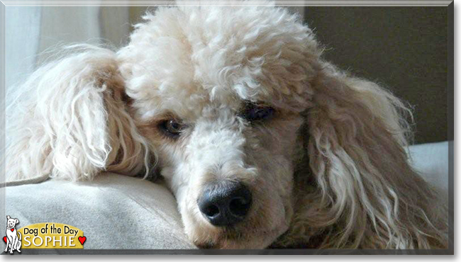 Sophie the Standard Poodle, the Dog of the Day