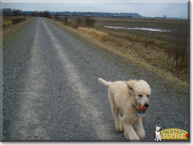 Sophie the Standard Poodle, the Dog of the Day