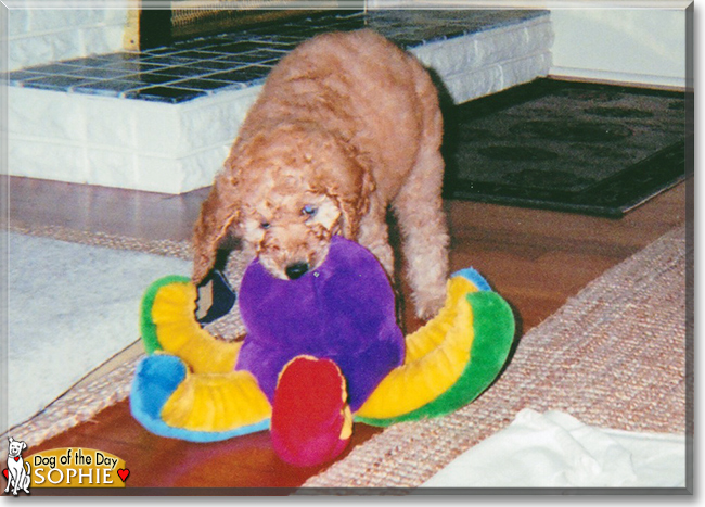 Sophie the Standard Poodle, the Dog of the Day