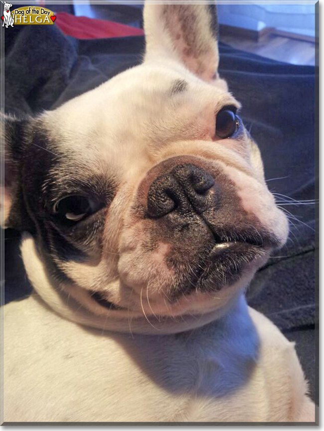 Helga the French Bulldog, the Dog of the Day