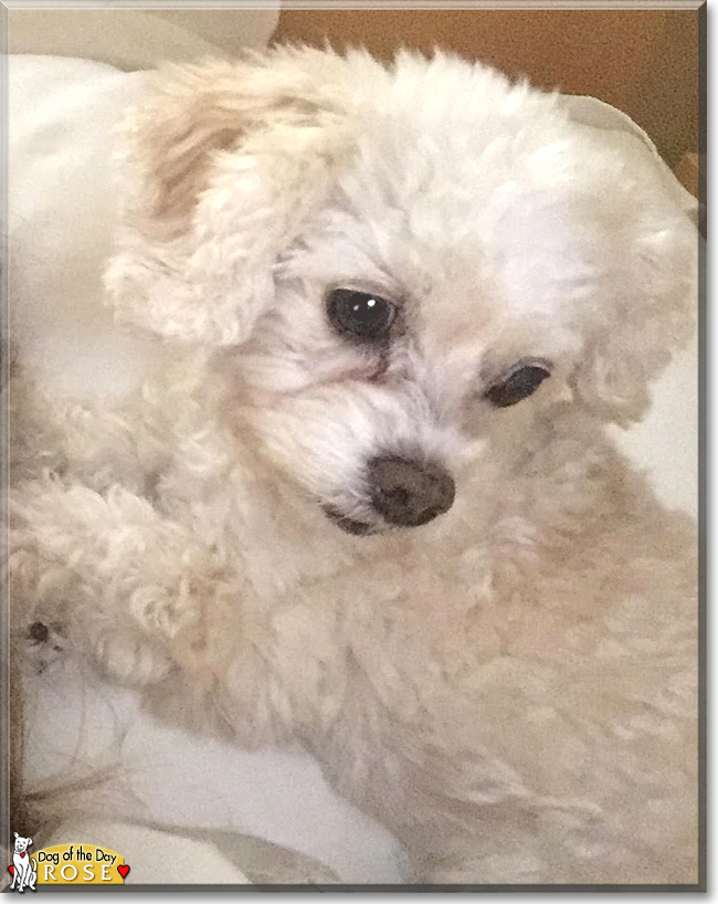 Bichon frise cocker spaniel best sale poodle mix