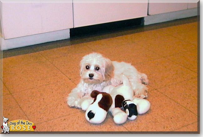 Rose the Cocker Spaniel/Poodle mix, the Dog of the Day