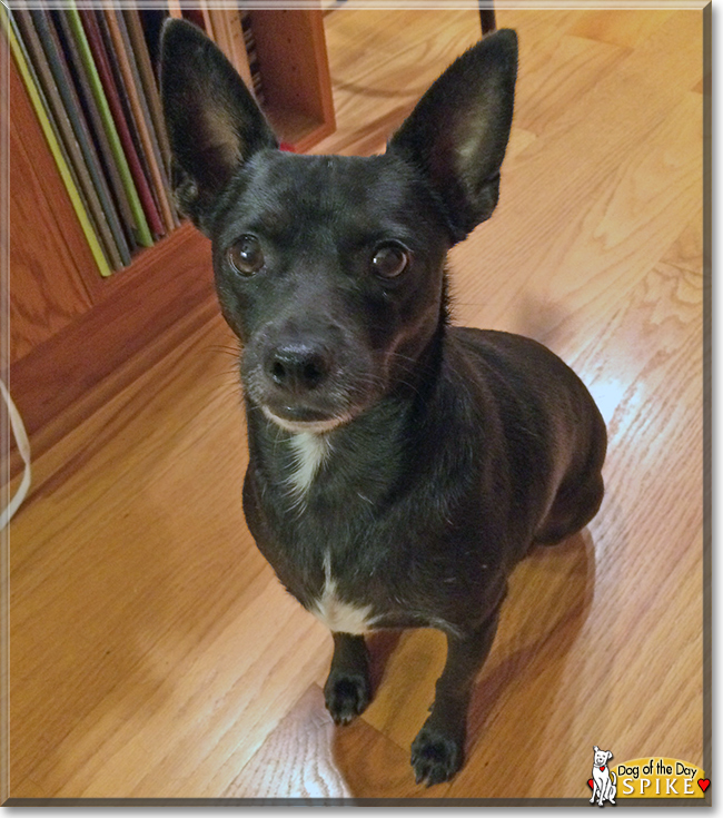 Spike the Chihuahua mix, the Dog of the Day