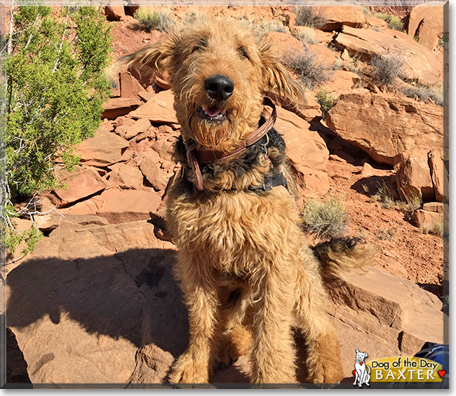 Baxter the Airedale, the Dog of the Day