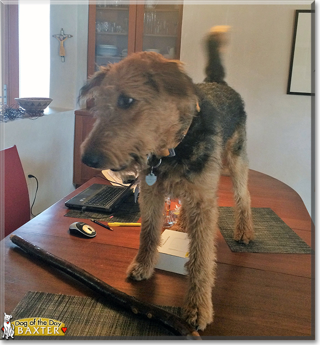 Baxter the Airedale, the Dog of the Day