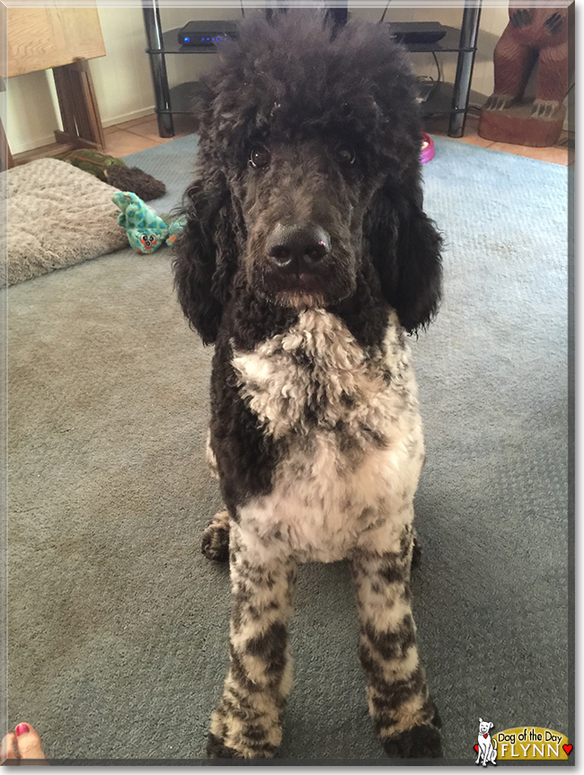 Flynn the Standard Poodle, the Dog of the Day