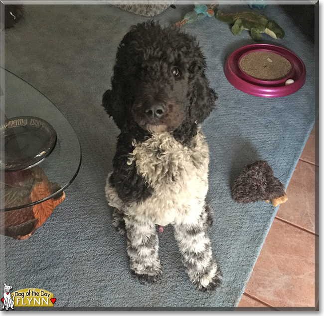 Flynn the Standard Poodle, the Dog of the Day