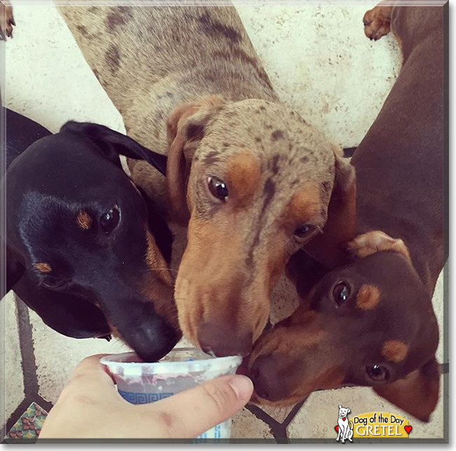 Gretel the Smooth-Haired Dachshund, the Dog of the Day