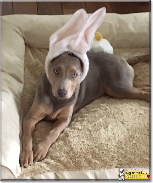 Shiloh the Labrador/Hound mix, the Dog of the Day