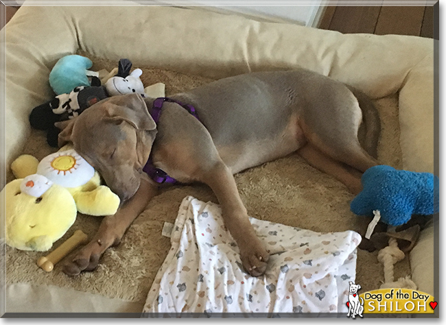 Shiloh the Labrador/Hound mix, the Dog of the Day