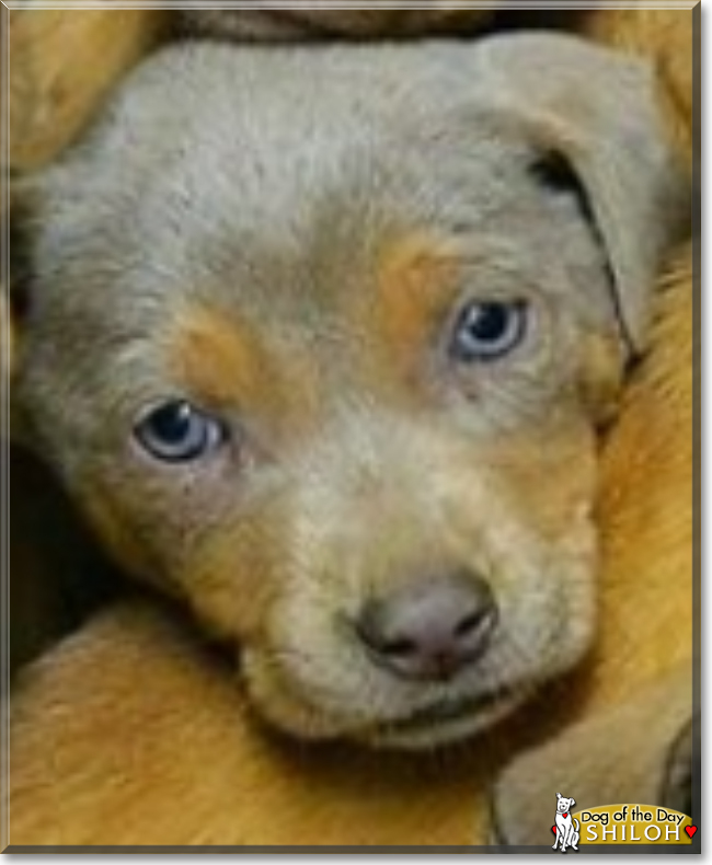 Shiloh the Labrador/Hound mix, the Dog of the Day