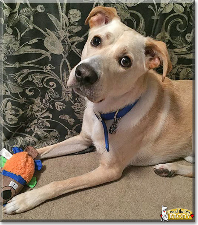 Brody the Labrador mix, the Dog of the Day