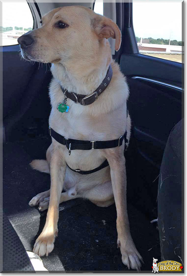 Brody the Labrador mix, the Dog of the Day