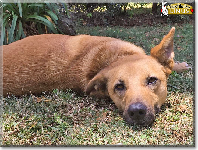 Linus the Brown Dog, the Dog of the Day