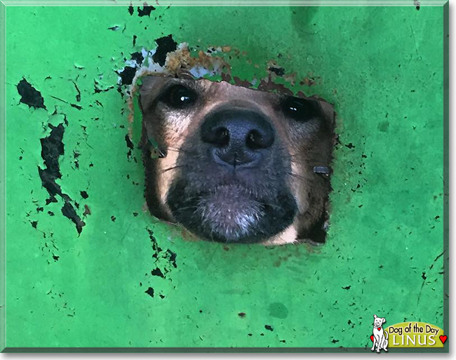 Linus the Brown Dog, the Dog of the Day