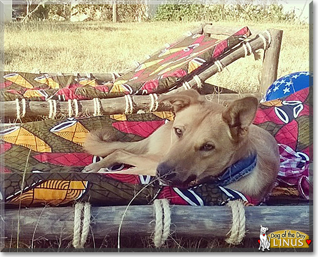 Linus the Brown Dog, the Dog of the Day