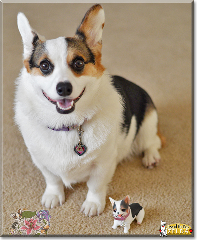 Zelda the Pembroke Welsh Corgi, the Dog of the Day