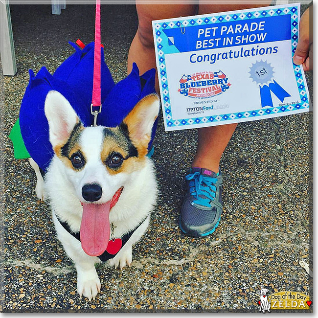 Zelda the Pembroke Welsh Corgi, the Dog of the Day