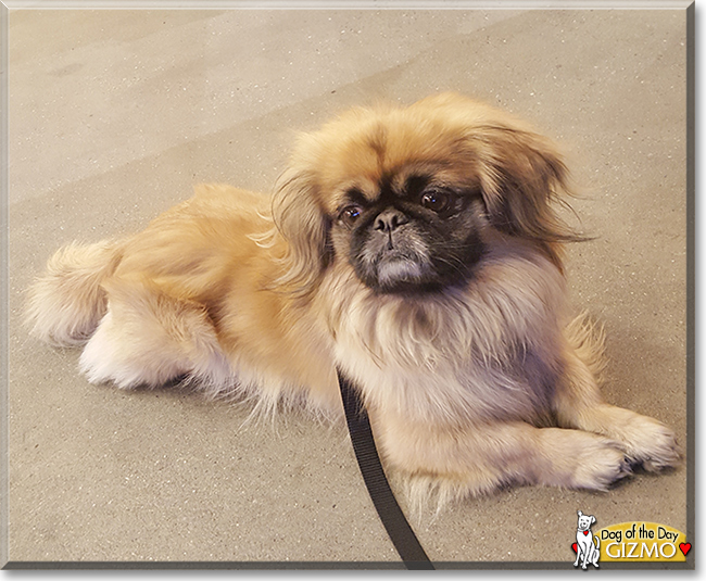 Gizmo the Pekingese, the Dog of the Day